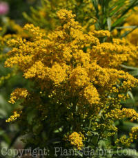 PGC-P-Solidago-cutleri-Goldrush-003_2