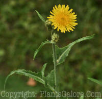 PGC-P-Sonchus-arvensis-MSU-8-2011-001