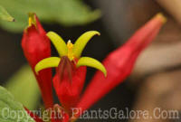 PGC-P-Spigelia-marlantica-2011-2