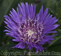 PGC-P-Stokesia-laevis-Honeysong-Purple-2010_2