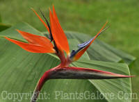 PGC-P-Strelitzia-reginae-MSU-2011-002