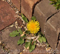 PGC-P-Taraxacum-officinale-0001