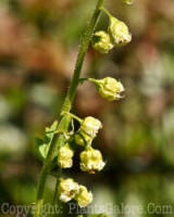 PGC-P-Tellima-grandiflora-2011-06