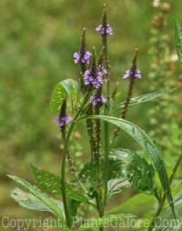 PGC-P-Teucrium-canadense-MSU-8-2011-001