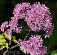 PGC-P-Thalictrum-Black-Stockings-2010-o002