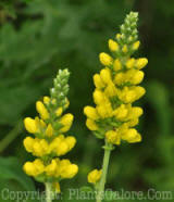 PGC-P-Thermopsis-villosa-2010-5