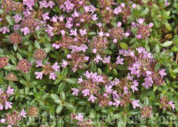 PGC-P-Thymus-serpyllum-Magic-Carpet-2011-03