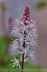 PGC-P-Tiarella-Spring-Symphony-05-2012-2