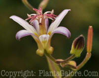 PGC-P-Tricyrtis-hirta-MSU-8-2011-002