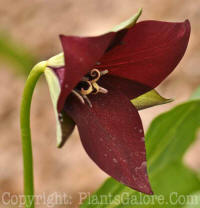 PGC-P-Trillium-erectum-2010-o004