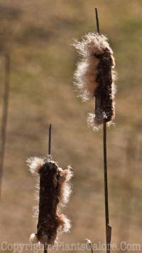 PGC-P-Typha-angustifolia-common-cattail-03-2012-5