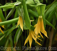 PGC-P-Uvularia-grandiflora-msu-04-2012-2