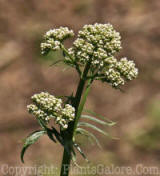 PGC-P-Valeriana-officianalis-2011-002