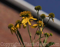 PGC-P-Verbesina-alternifolia-golden-honey-plant-2010-0001