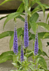 PGC-P-Veronica-spicata-Royal-Candles-2010-o001