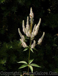 PGC-P-Veronicastrum-virginica-Alba-2010-p001