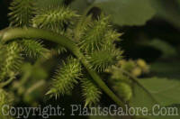 PGC-P-Xanthium-strumarium-cocklebur-2010-0002_1