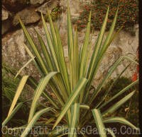 PGC-P-Yucca-filamentosa-Variegata-1