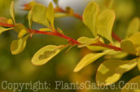 PGC-S-Berberis-thunbergii-Aurea-0lk5x-0001