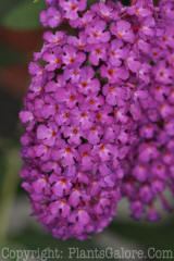 PGC-S-Buddleia-davidii-2010-13