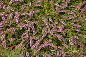 PGC-S-Calluna-vulgaris-Myretoun-Ruby-WA-MG-8-2011-001