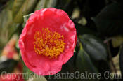 PGC-S-Camellia-japonica-Adolphe-Andusson-Variegated-02