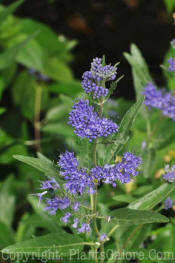 PGC-S-Caryopteris-x-clandonensis-0001