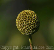 PGC-S-Cephalanthus-occidentalis-0015