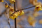 PGC-S-Chimonanthus-praecox-JC-Raulston-02-2011-002