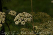 PGC-S-Cicuta-maculata-water-hemlock-2-2010-001