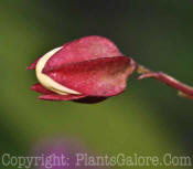 PGC-S-Clerodendrum-trichotomum-10-MSU-2011-2