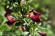 PGC-S-Cytisus-scoparius-Burkwoodii-01