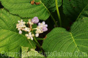 PGC-S-Deinanthe-caerulea-NYBG-6-28-2011-002