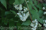 PGC-S-Deutzia-mollis-Arnold-6-2011-003