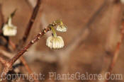 PGC-S-Edgeworthia-papyrifera-Eco-Yaku-JC-Raulston-02-2011-001