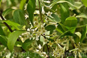 PGC-S-Eleagnus-umbellata-01