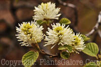 PGC-S-Fothergilla-gardenii-0007