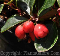 PGC-S-Gaultheria-procumbens-02x-0001