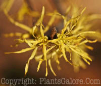 PGC-S-Hamamelis-vernalis-x-2010-15