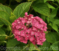 PGC-S-Hydrangea-macrophylla-All-Summer-Beauty-NYBG-6-28-2011-001_1