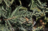 PGC-S-Juniperus-horizontalis-Wiltoni-01