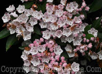 PGC-S-Kalmia-latifolia-Red-Bud-Heritage-6-2011-002