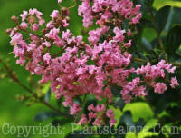 PGC-S-Lagerstroemia-indica-01