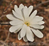 PGC-S-Magnolia-stellata-001