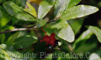 PGC-S-Ochna-serrulata-Beal-2011-07-001