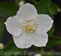 PGC-S-Philadelphus-Innocence-2011-Arrowhead-003