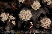 PGC-S-Physocarpus-opulifolius-Monlo-01