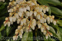 PGC-S-Pieris-Red-Mill-01