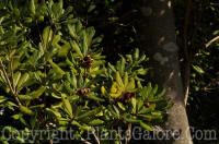 PGC-S-Pittosporum-tobira-SC-2-2012-1