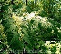 PGC-S-Polygonum-cuspidatum-01